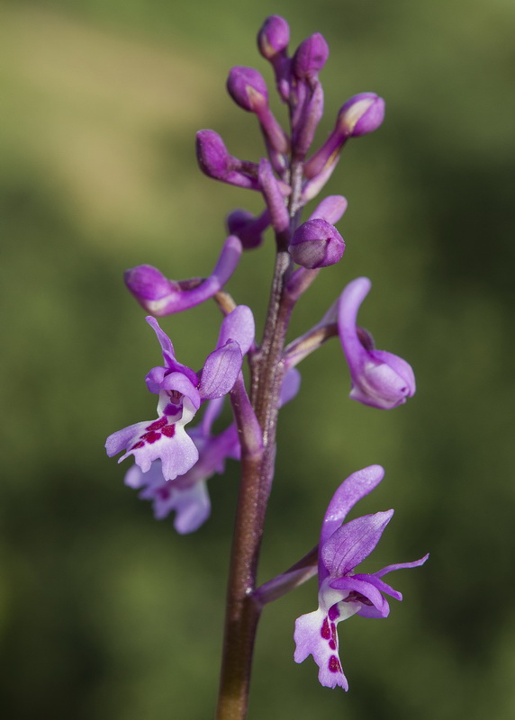 Orchis olbiensis.12