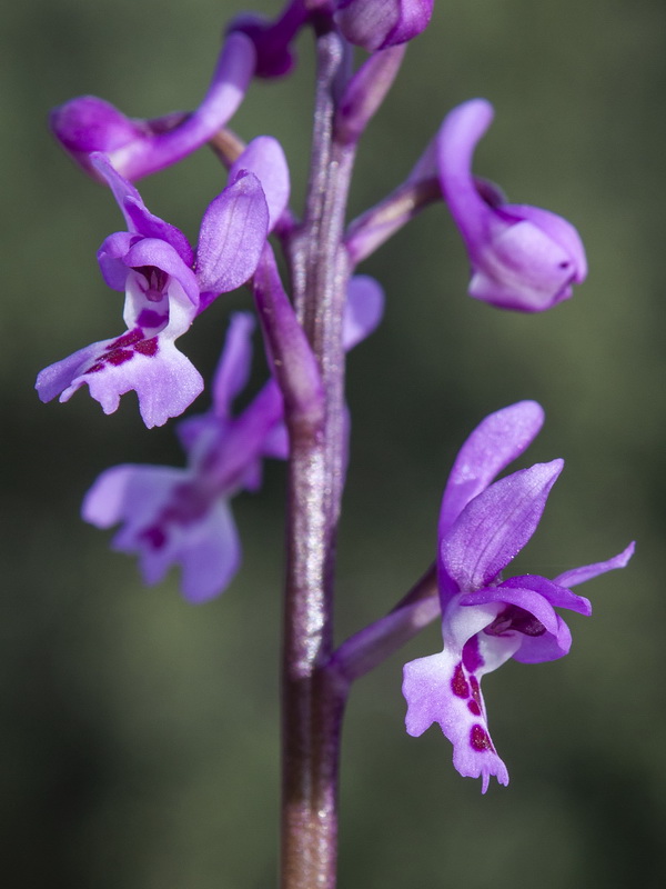 Orchis olbiensis.14
