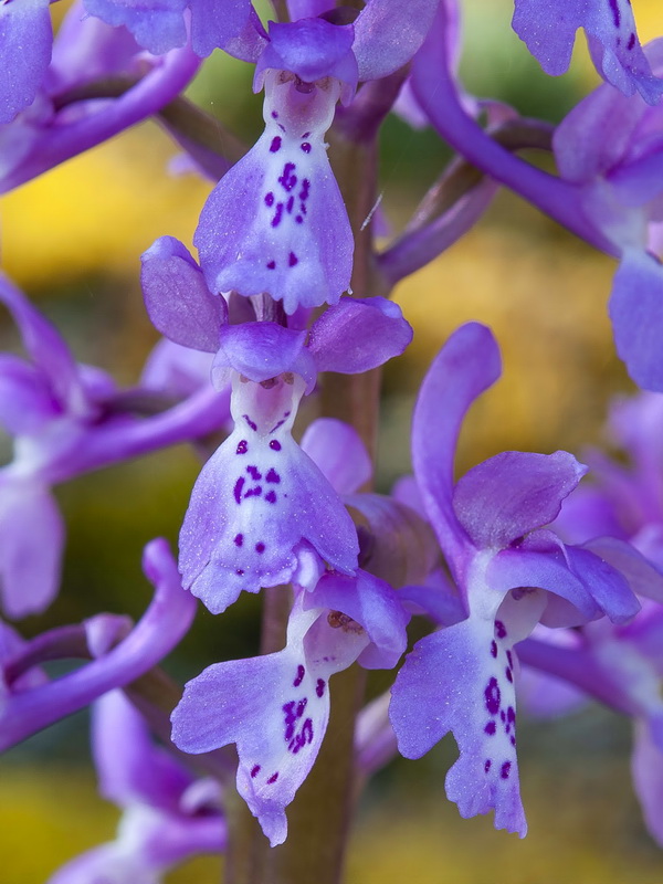 Orchis olbiensis.15