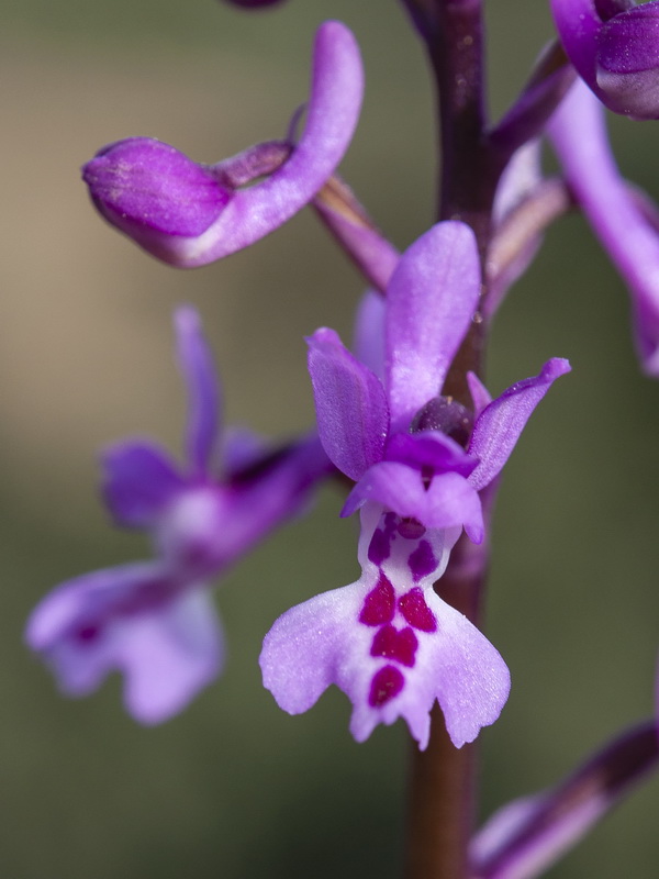 Orchis olbiensis.21