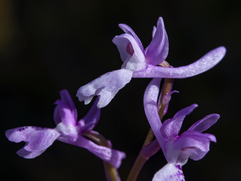 Orchis olbiensis.25