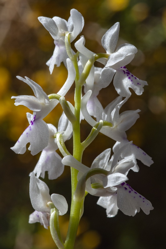 Orchis olbiensis.30