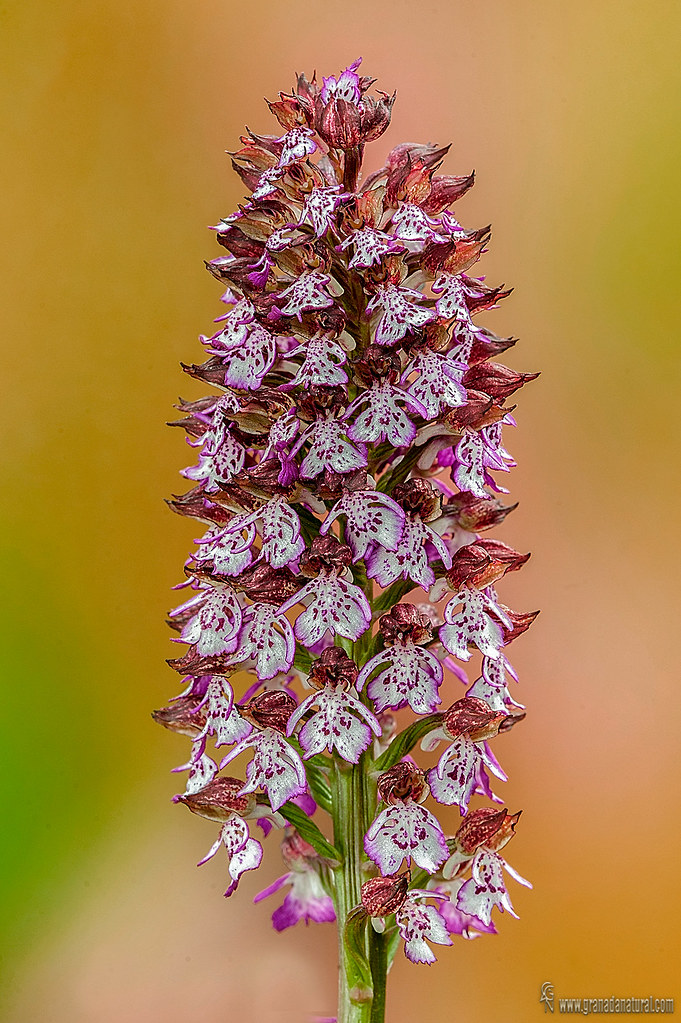 Orchis purpurea 1