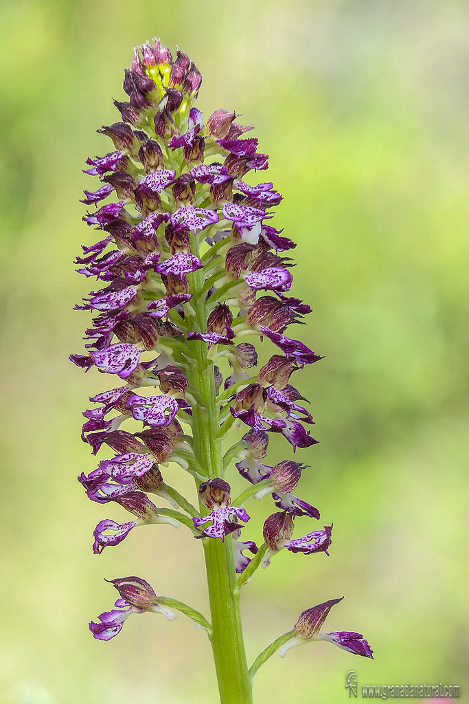 Orchis purpurea