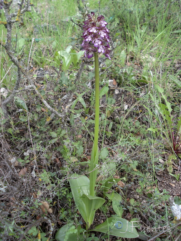 Orchis purpurea purpurea.01