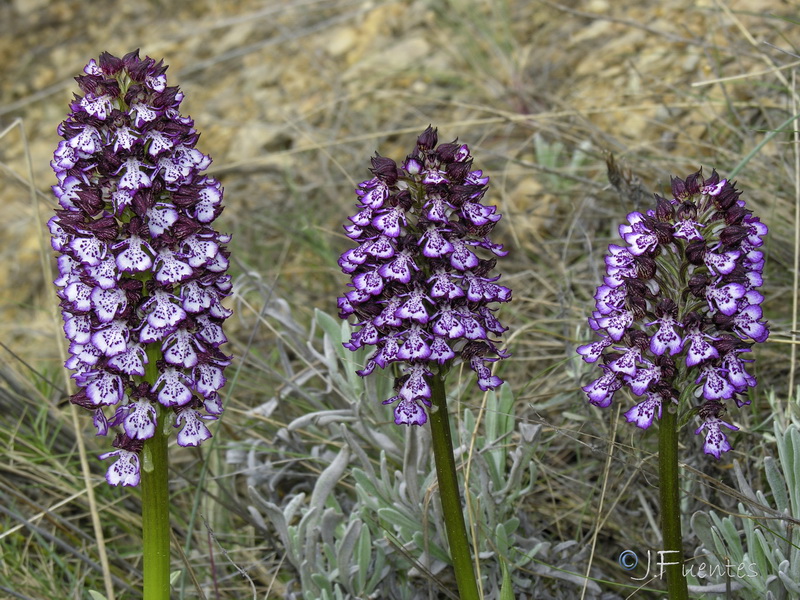 Orchis purpurea purpurea.02