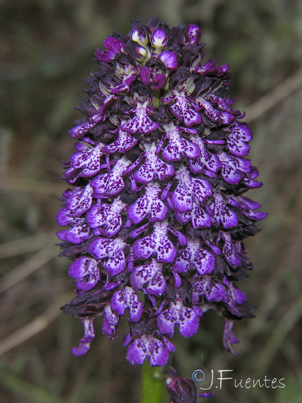 Orchis purpurea purpurea.07