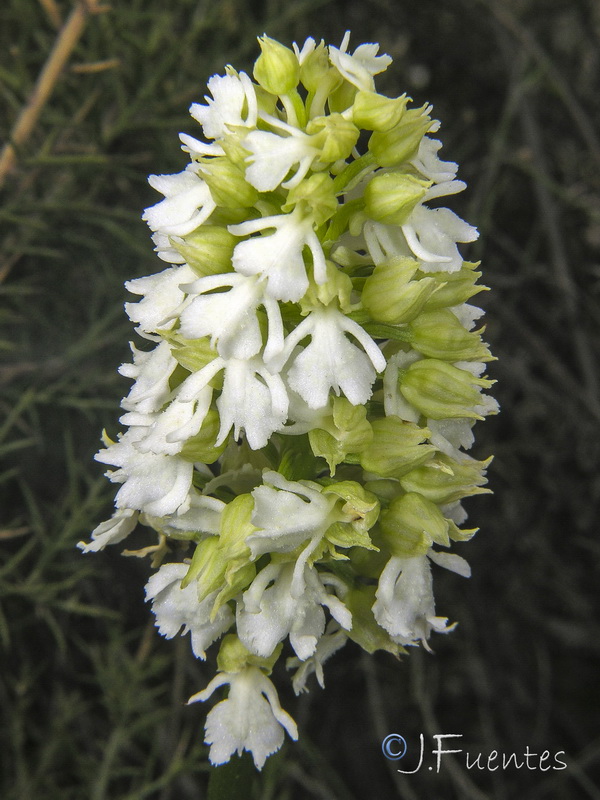 Orchis purpurea purpurea.08