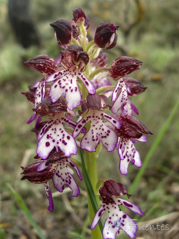 Orchis purpurea purpurea.11