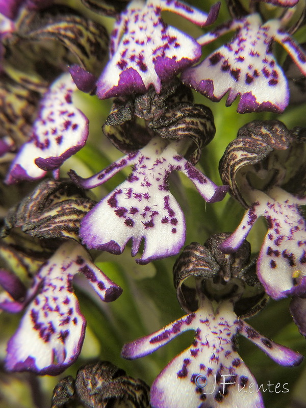 Orchis purpurea purpurea.12