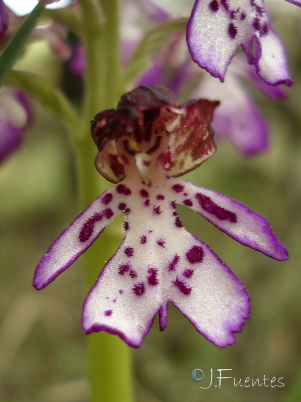 Orchis purpurea purpurea.13