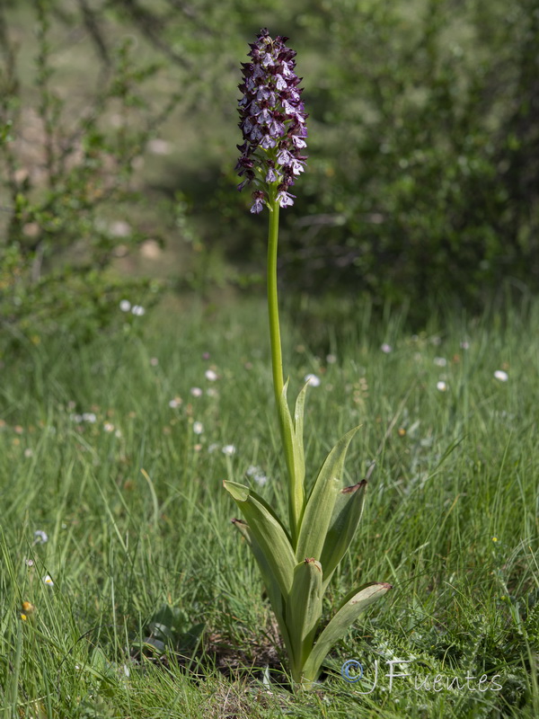 Orchis purpurea purpurea.16