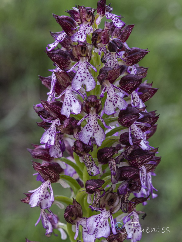 Orchis purpurea purpurea.17
