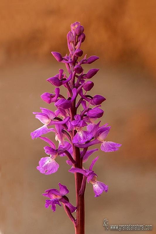 Orchis tenera robl portugos wl1DSC 8958