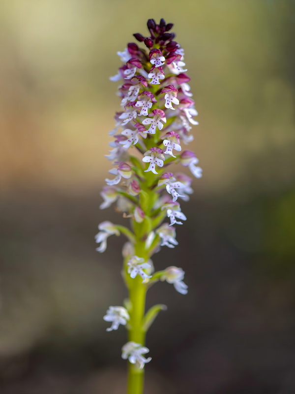 Neotinea ustulata.07