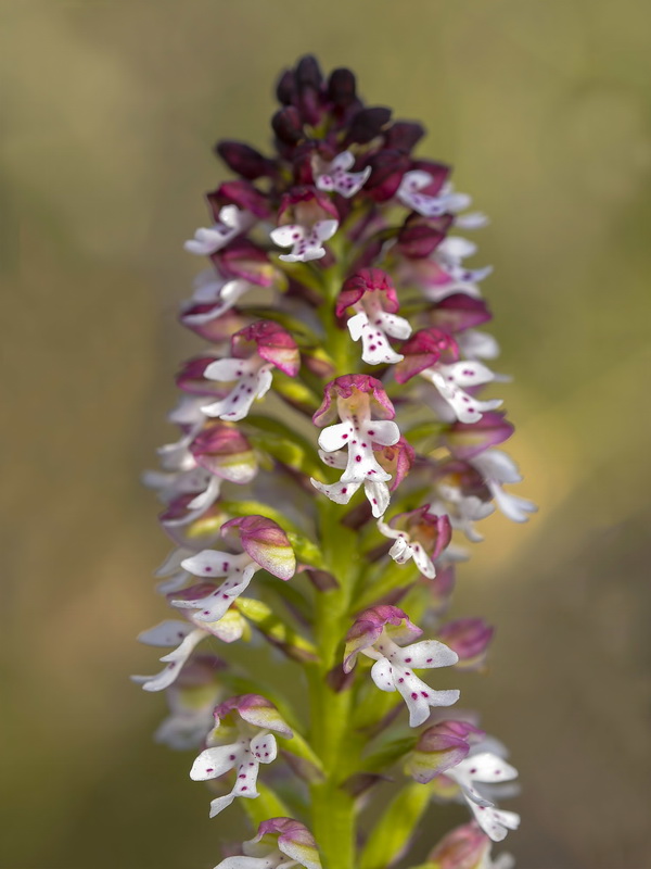 Neotinea ustulata.09