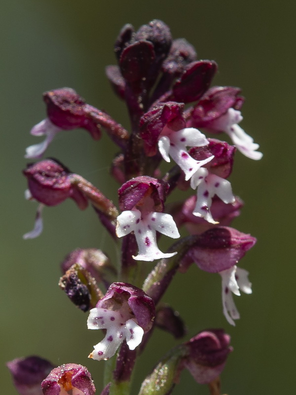 Neotinea ustulata.10
