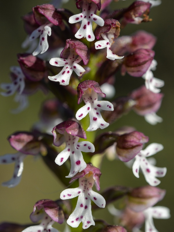 Neotinea ustulata.12