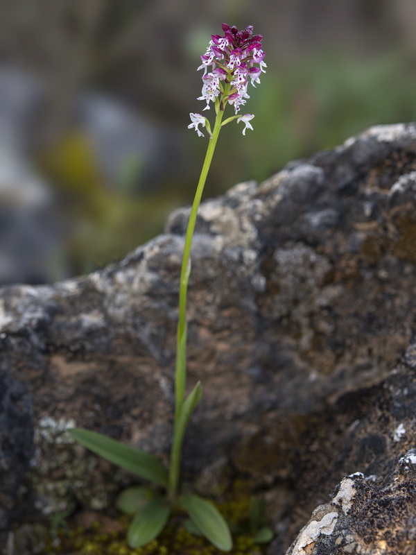 Orchis ustulata.09