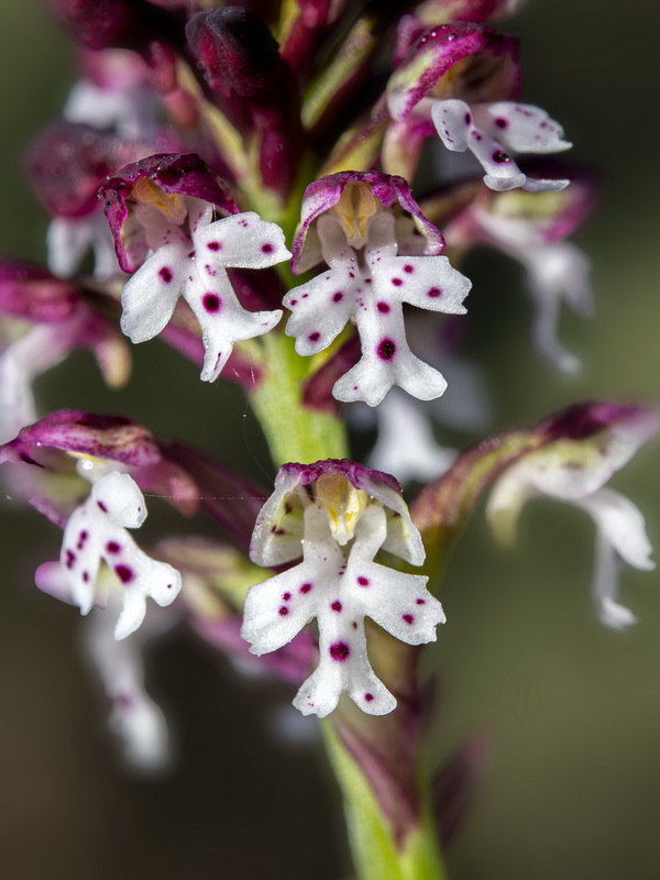 Neotinea ustulata.29