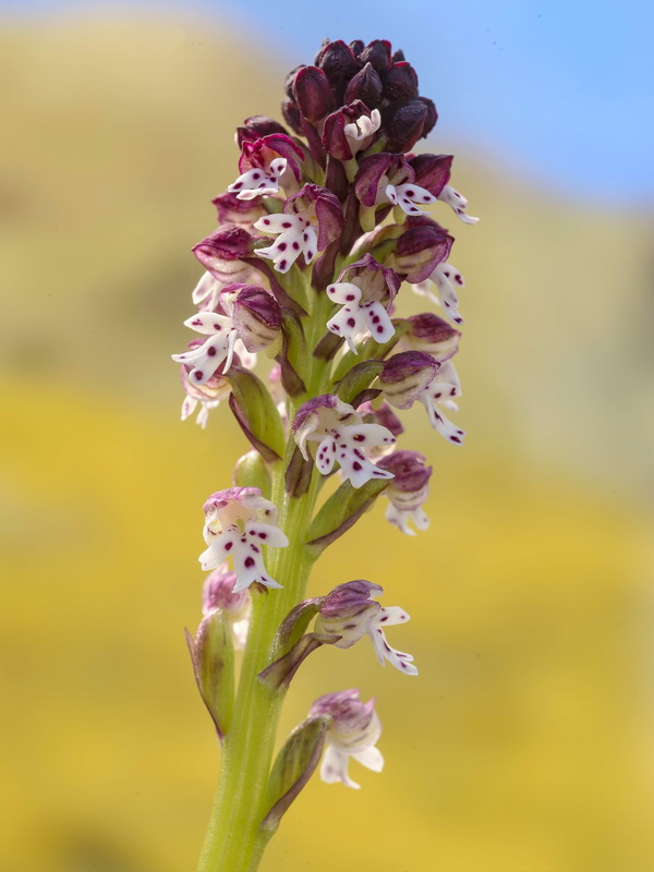 Neotinea ustulata.09