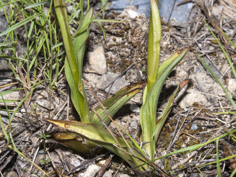 Orchis ustulata.03