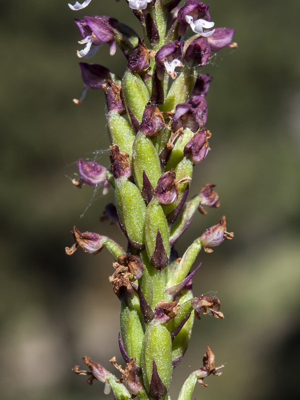 Orchis ustulata.08