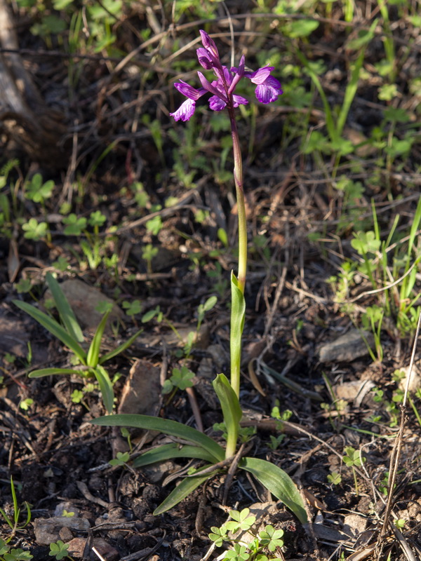 Orchis x gennarii.01