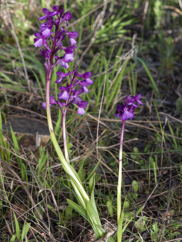 Orchis x gennarii.03