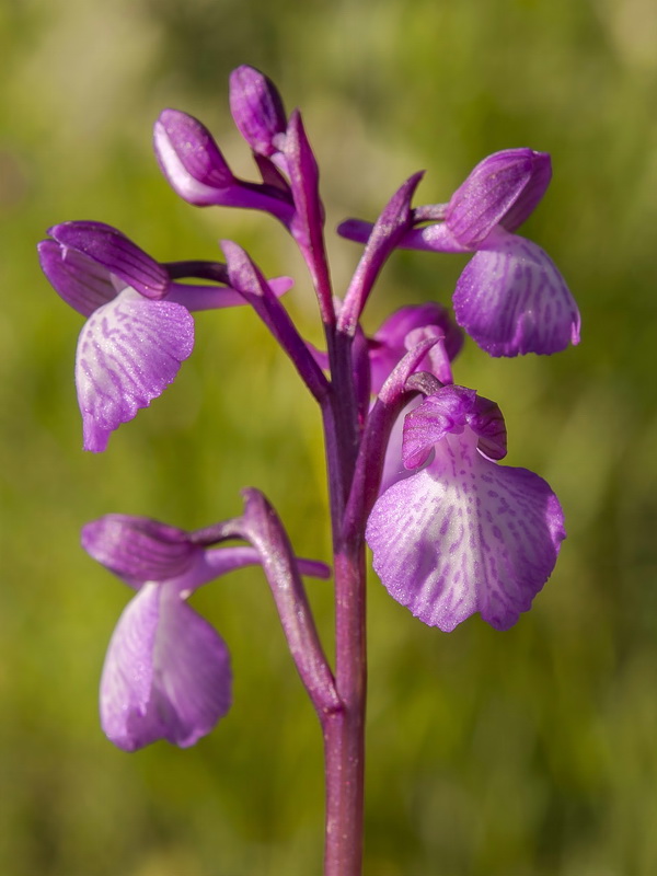 Orchis x gennarii.13