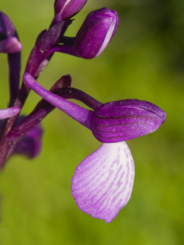 Orchis x gennarii.24