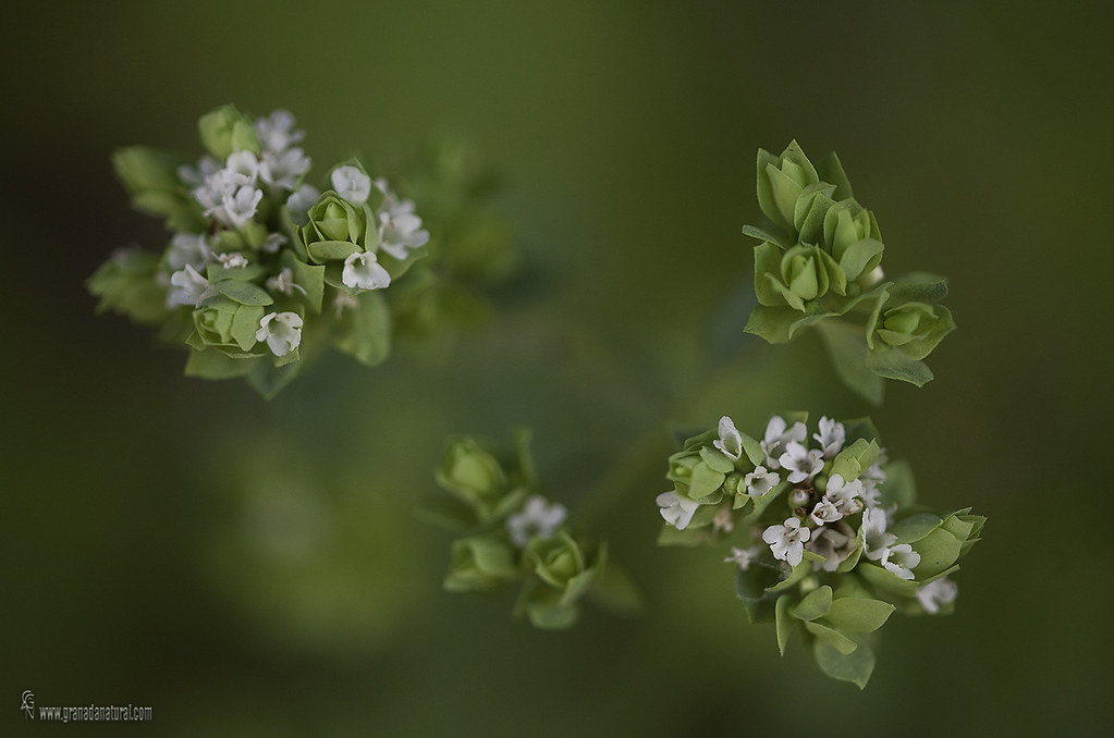 Origanum virens