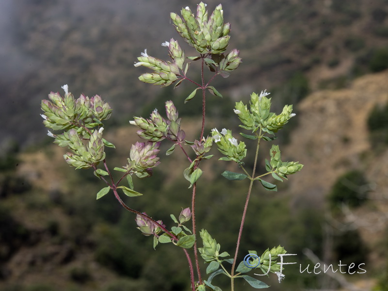 Origanum virens.01