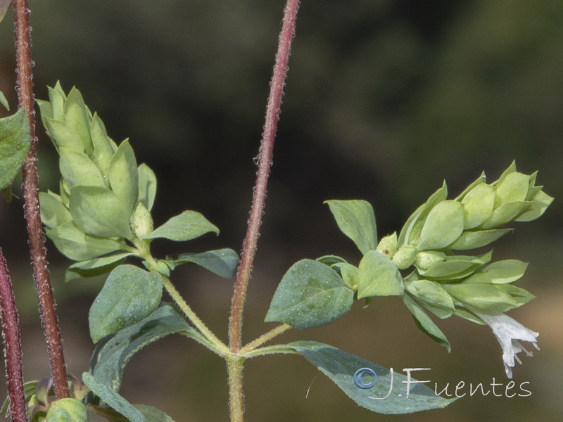 Origanum virens.02