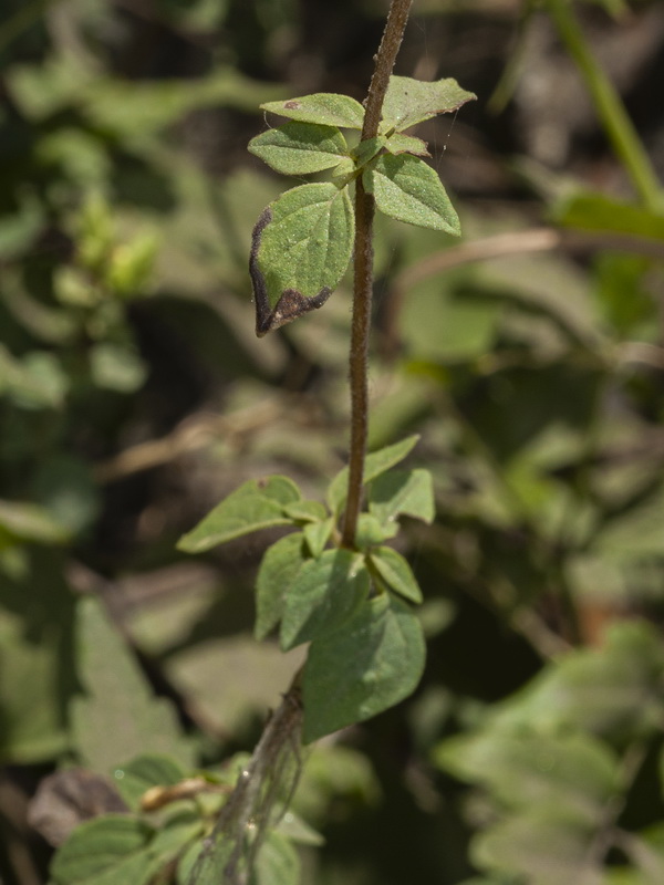 Origanum virens.11