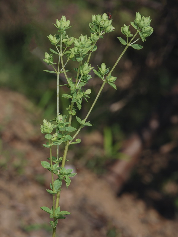 Origanum virens.17