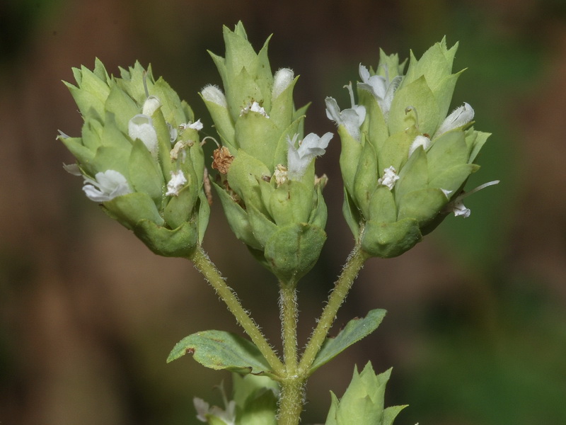 Origanum virens.19