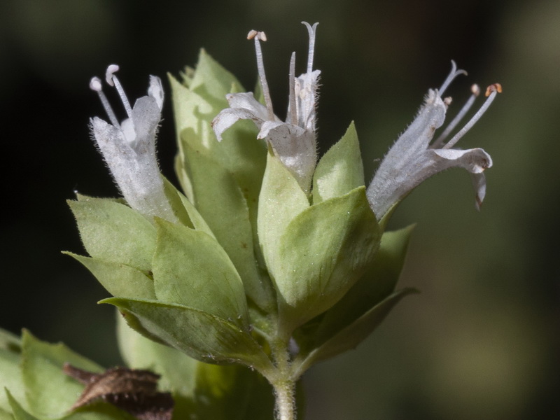 Origanum virens.22