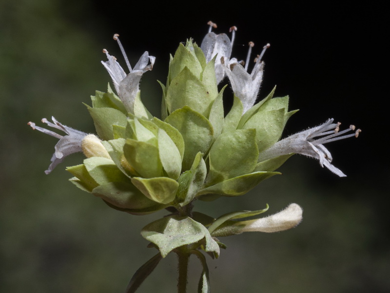 Origanum virens.24