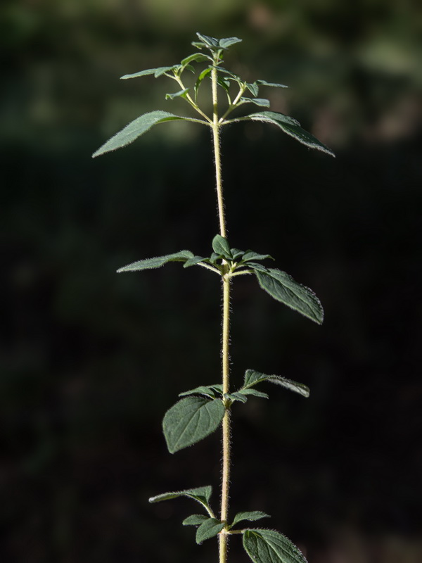 Origanum virens.11