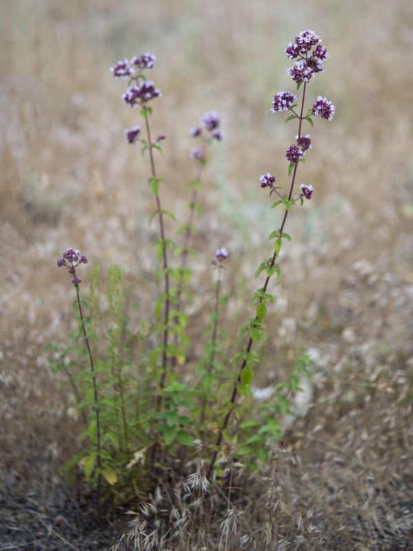 Origanum vulgare vulgare.01