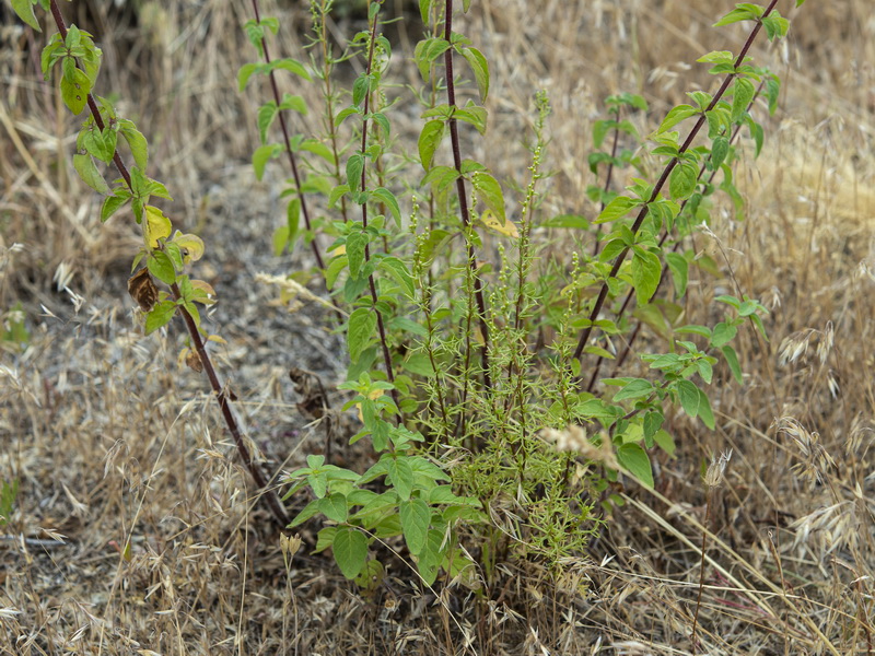Origanum vulgare vulgare.02