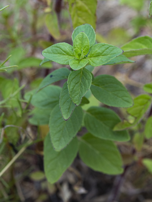 Origanum vulgare vulgare.06