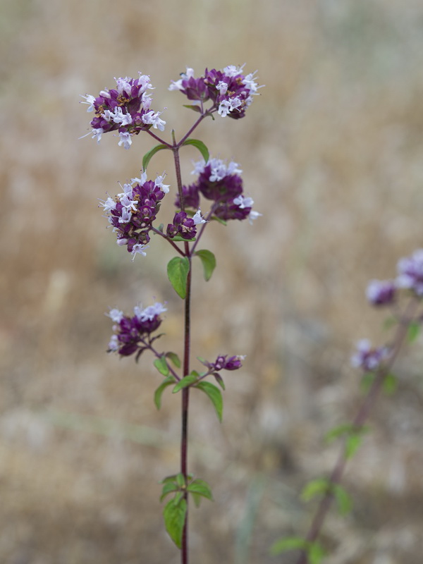 Origanum vulgare vulgare.07