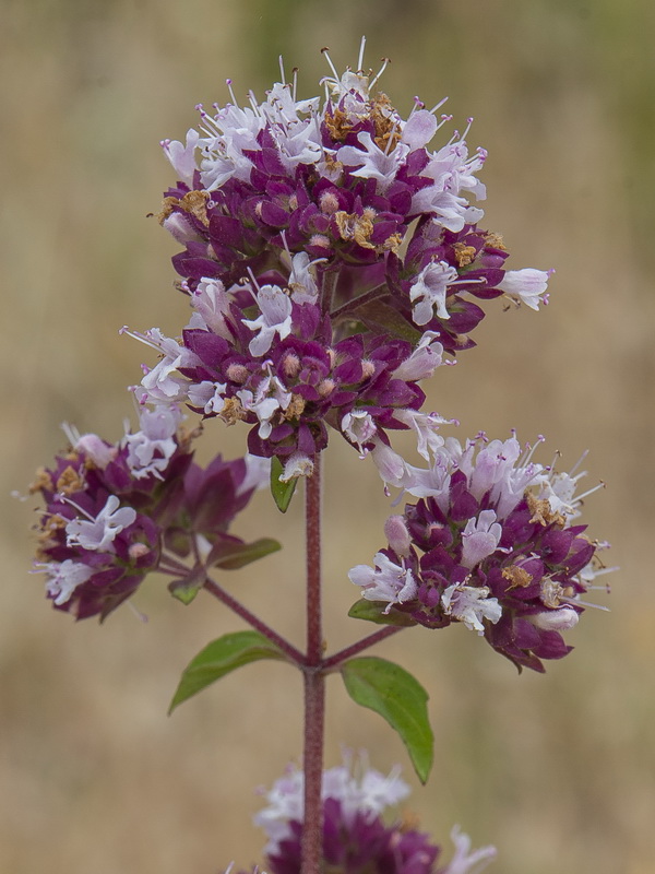 Origanum vulgare vulgare.09