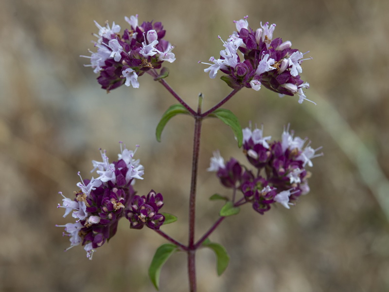 Origanum vulgare vulgare.12