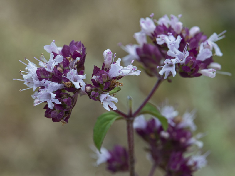 Origanum vulgare vulgare.13