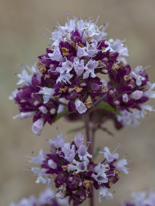 Origanum vulgare vulgare.14