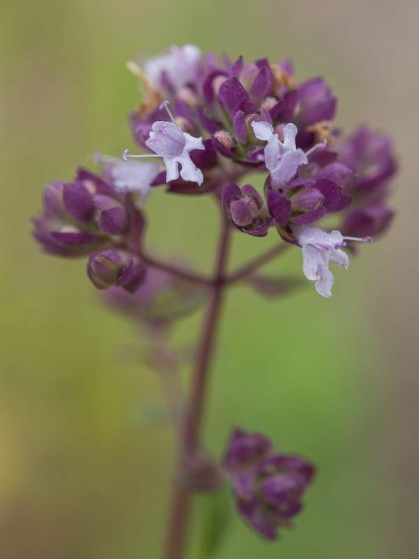Origanum vulgare vulgare.15