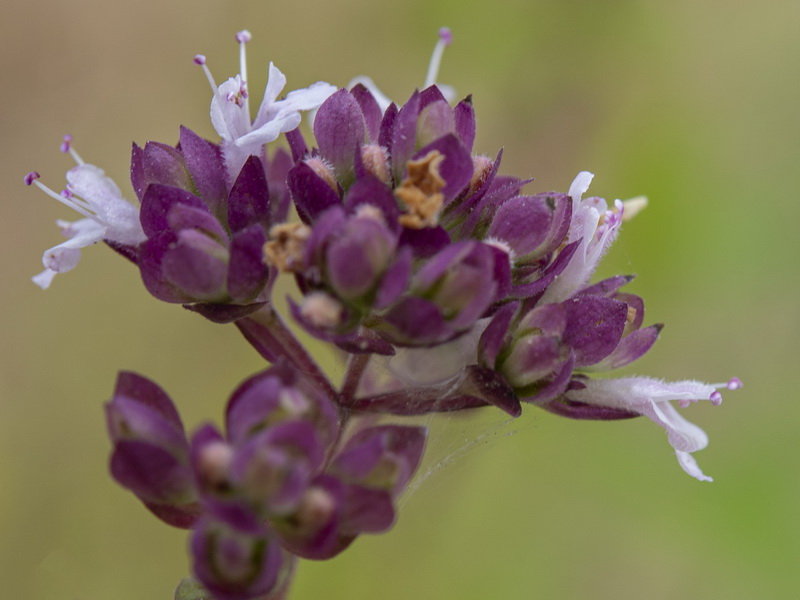 Origanum vulgare vulgare.17